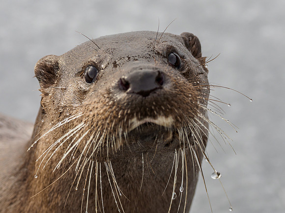Otter (Lutra lutra) [2003002]