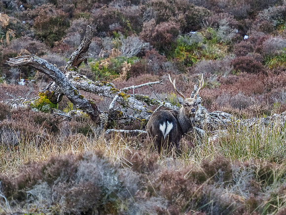 Sika Stag [2003059]