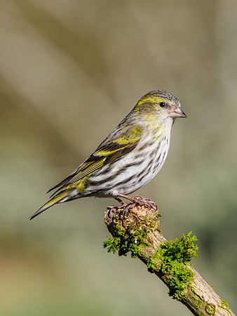 Female Siskin {2003056]