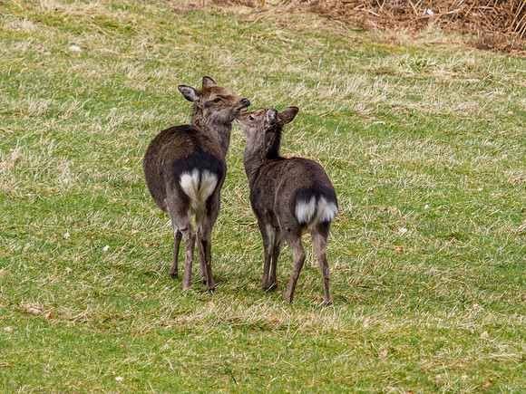 Sika Deer (Cervus nippon) [2003063]