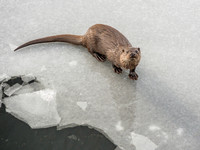 Otter (Lutra lutra) [2003006]