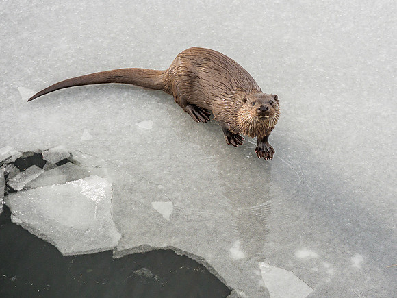 Otter (Lutra lutra) [2003006]