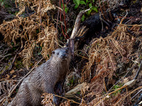 Otter (Lutra lutra) [2003016]