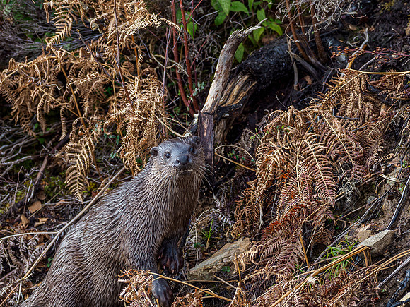 Otter (Lutra lutra) [2003016]