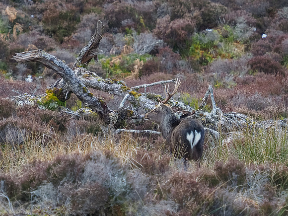 Sika Stag [2003058]