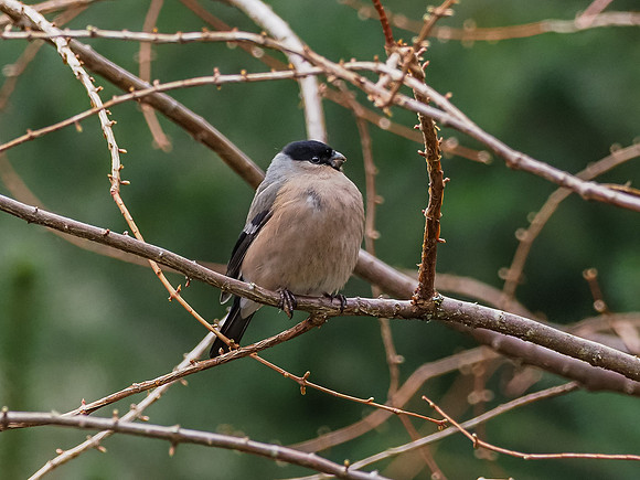 Bullfinch (Pyrrhula pyrrhula) [2003065]