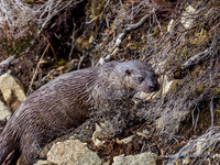 Otter (Lutra lutra) [2003018]