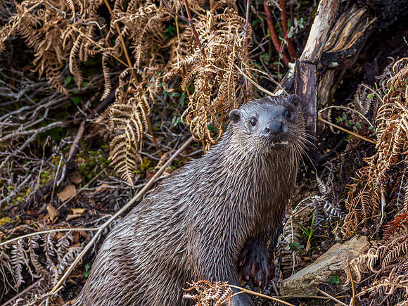 Otter (Lutra lutra) [2003015]
