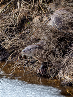Otter (Lutra lutra) [2003004]