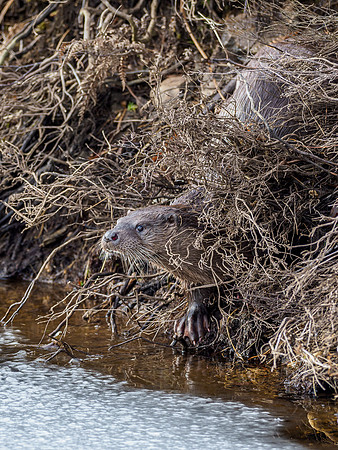 Otter (Lutra lutra) [2003004]