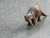 Otter (Lutra lutra) [2003012]