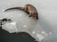Otter (Lutra lutra) [2003007]