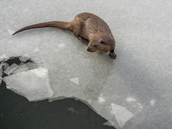 Otter (Lutra lutra) [2003007]