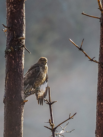 Common Buzzard (Buteo buteo) [2003081]