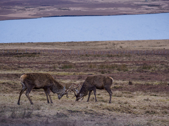 Stag Party [2003043]