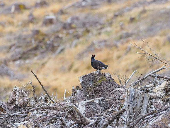 Black Grouse (Tetrao tetrix) [2003078]
