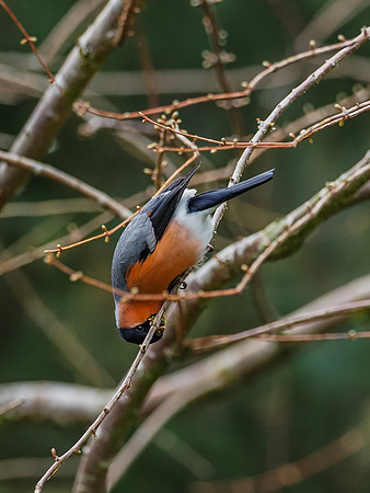 Bullfinch (Pyrrhula pyrrhula) [2003066]