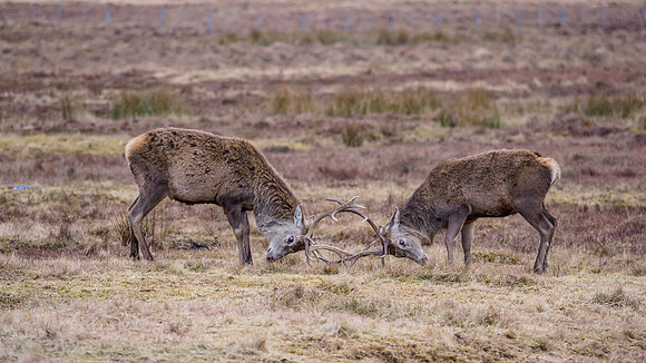 Stag Party [2003045]