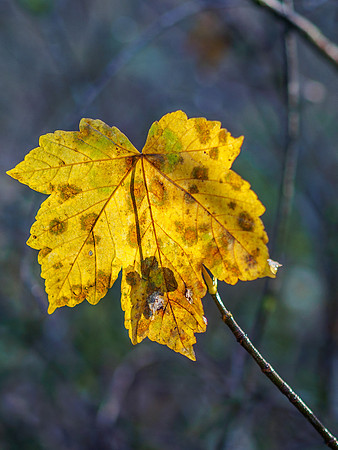 Autumn Leaf