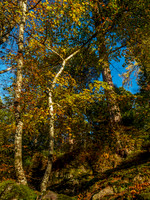 Logie Woodland 3