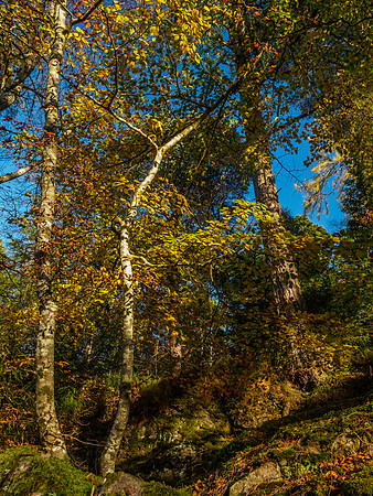 Logie Woodland 3