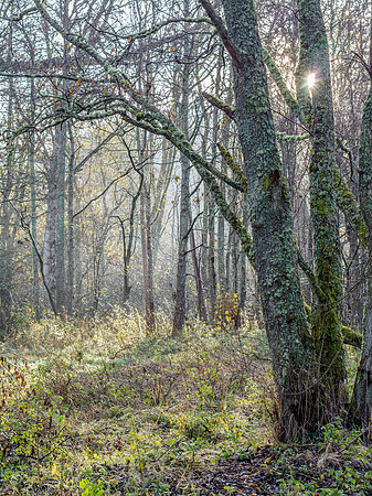 Woodland Light