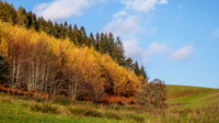 Larch View 2