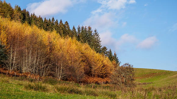 Larch View 2