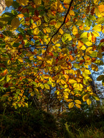 Logie Woodland 2