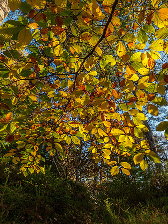 Logie Woodland 2