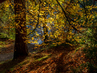 Logie Woodland 4