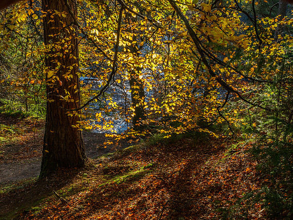 Logie Woodland 4