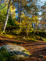 Logie Woodland 1