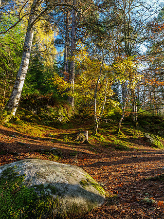 Logie Woodland 1
