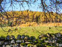 Larch View 1