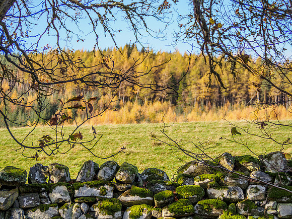 Larch View 1