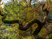 Logie Woodland 5