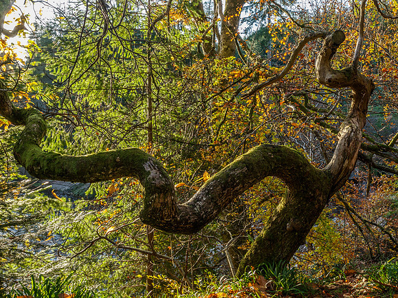 Logie Woodland 5