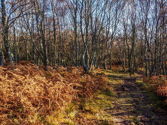 Grotaig Woodland