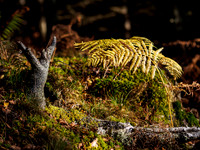 Craigmonie Wood Detail 1