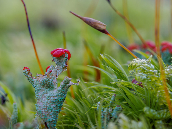 Lichen