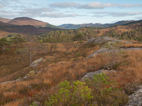 20111106-Glen Affric-QB064954