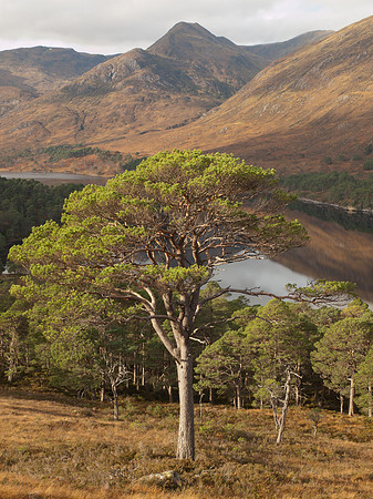 20111106-Glen Affric-QB064970