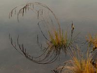 20111106-Glen Affric-PB062728