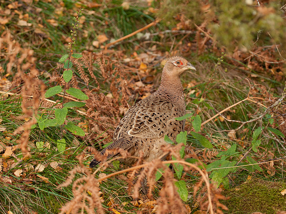 20111105-Rose Isle-QB054814