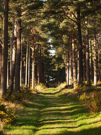 20111105-Rose Isle-QB054797