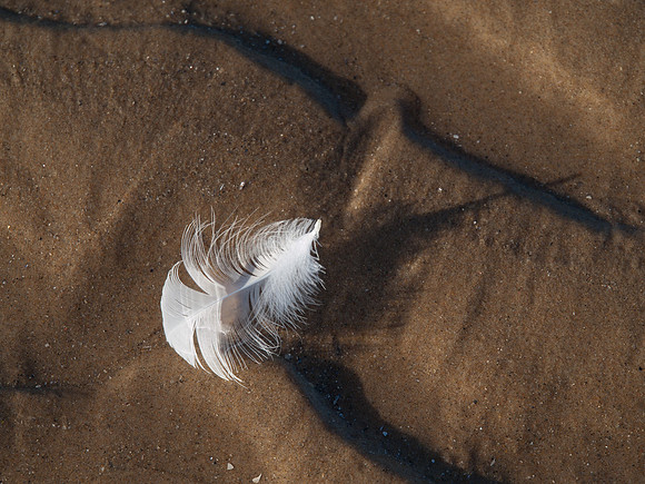 20111105-Rose Isle-PB052695