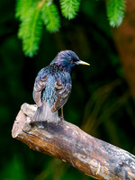 Young Starling