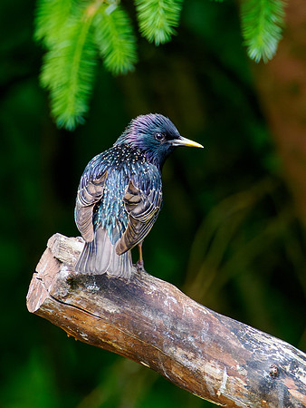 Young Starling