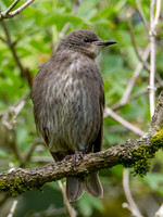 Young Starling